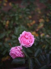 Autumn rose ⅩⅥ