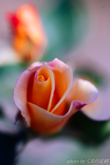 行方不明のピン