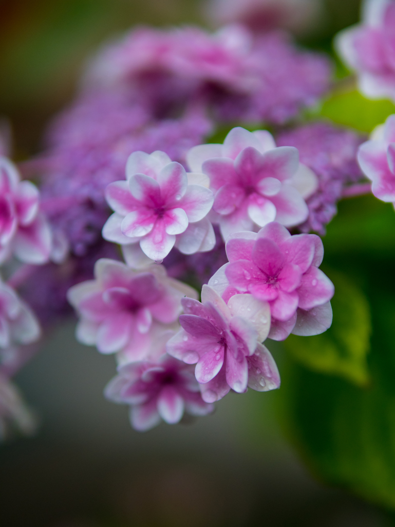 ひとときの恵み