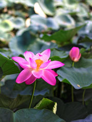 明華