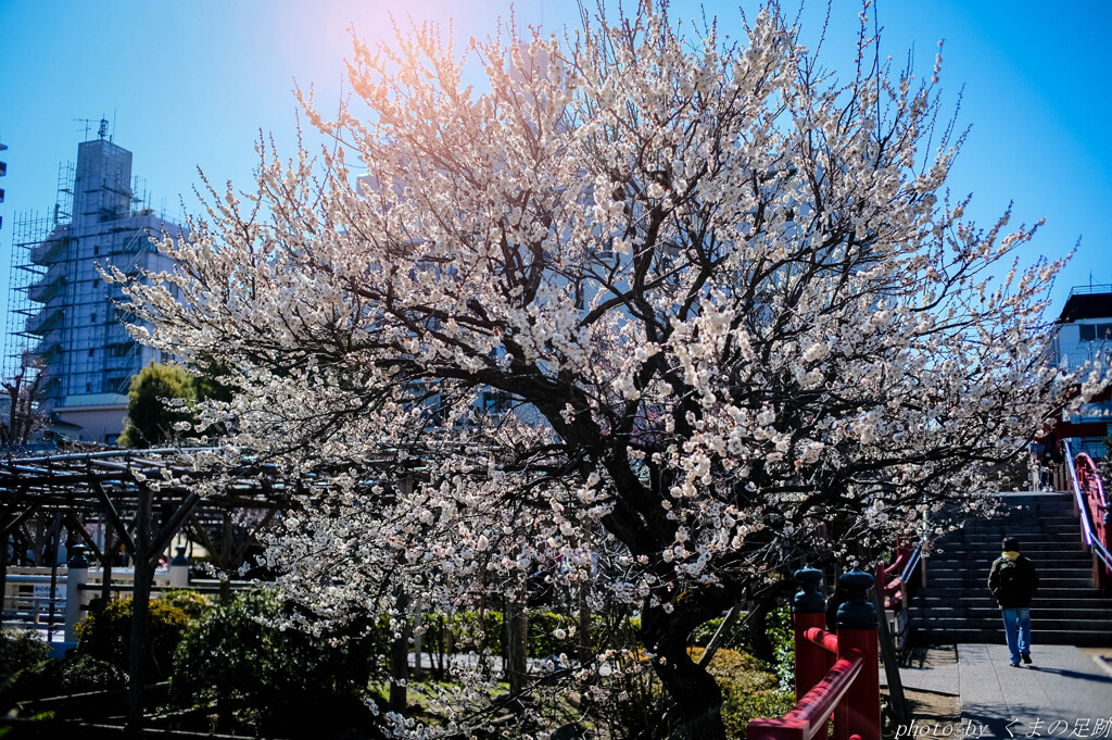 春の膨らみ