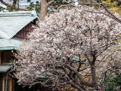 和花：PANA 100-300mm