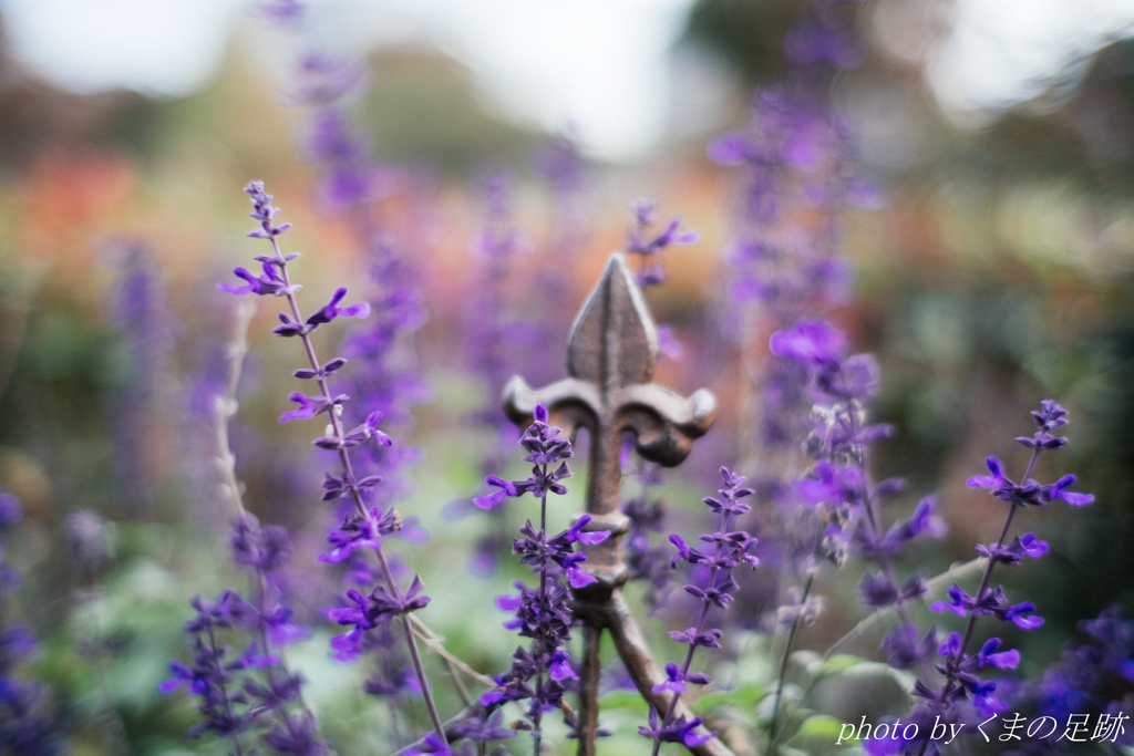 気が付けば秋は
