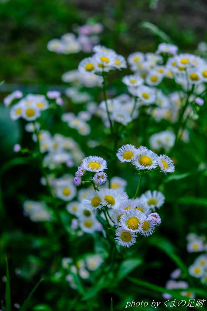 あの娘が好きだった花
