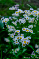 あの娘が好きだった花