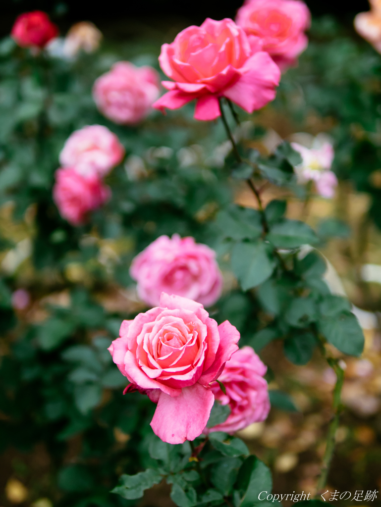 華やかな秋薔薇