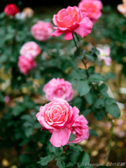 華やかな秋薔薇