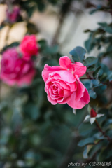 君に似合うのは