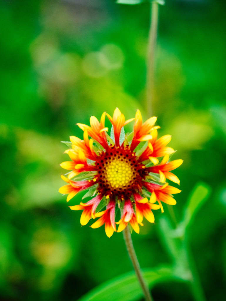 君は僕の太陽さ