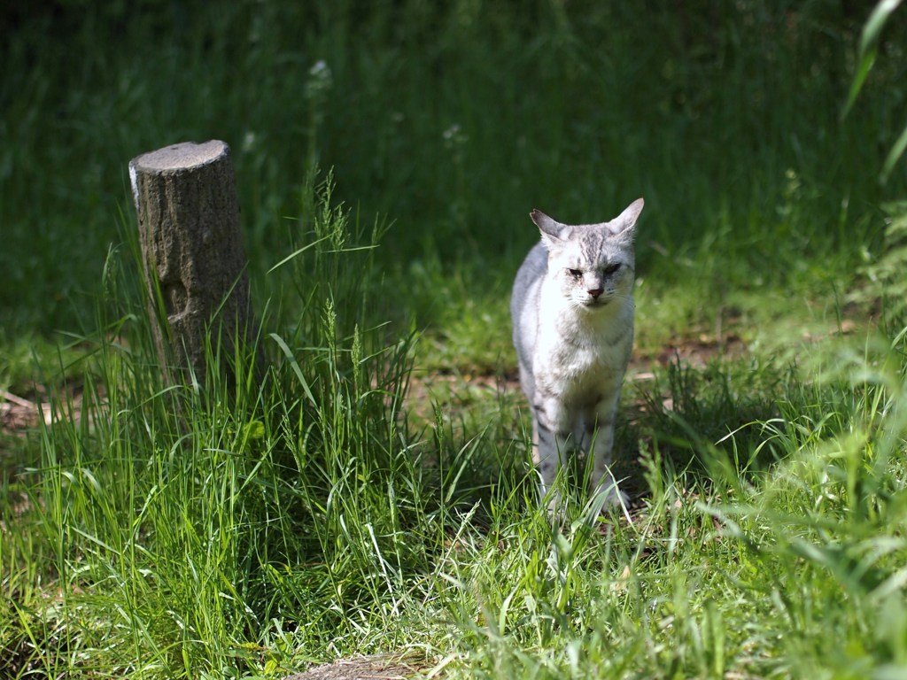 WILD LIFE Ⅰ
