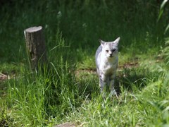 WILD LIFE Ⅰ
