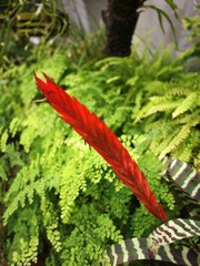 常春の揺りかご Ⅱ