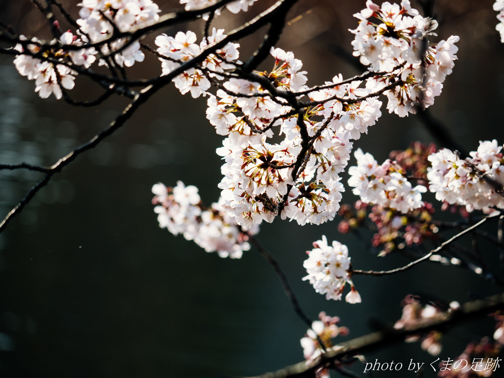 届かぬ想いなんて忘れたよ