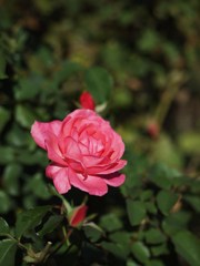 Autumn rose Ⅸ
