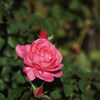 Autumn rose Ⅸ