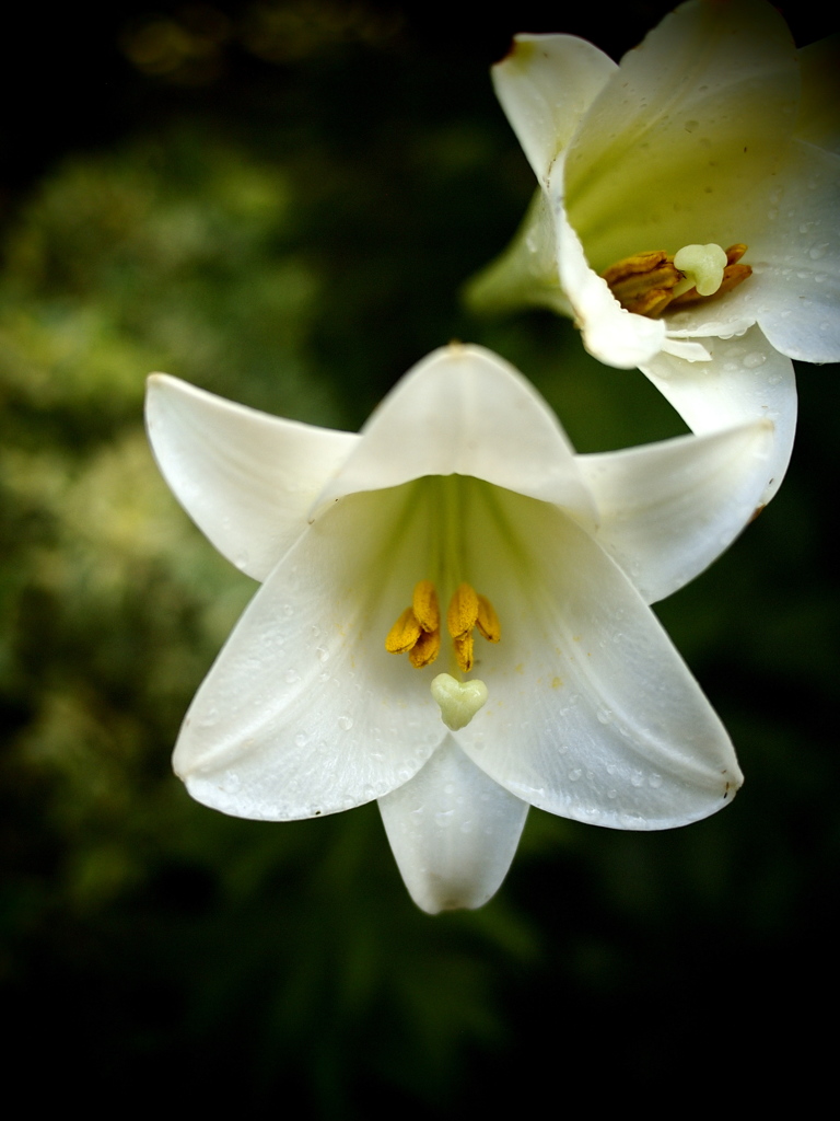 ホワイトレディ