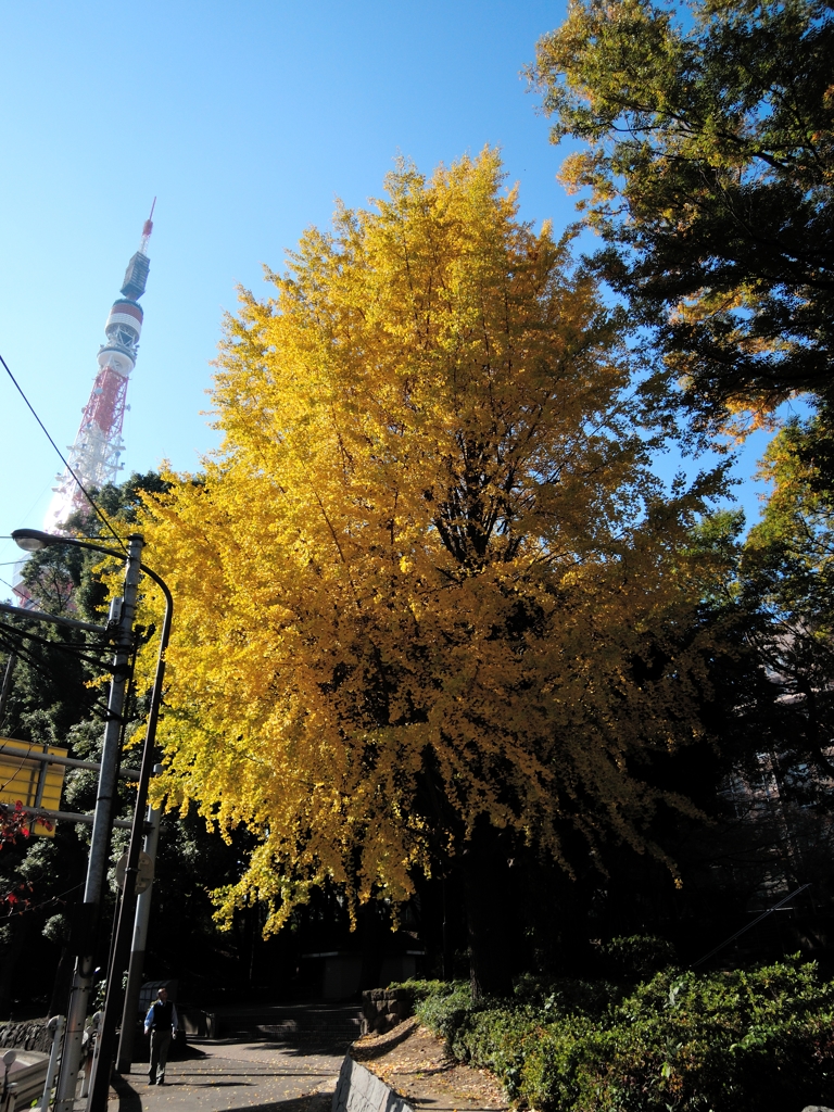 続 銀杏のある風景　