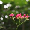 常春の揺りかご ⅩⅤ