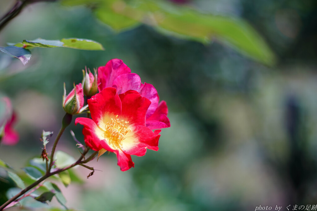 陽射しが恋しい