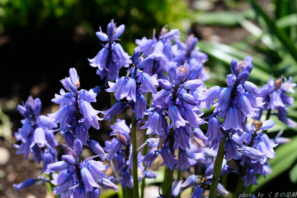 パープルきゃんでぃ