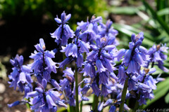 パープルきゃんでぃ