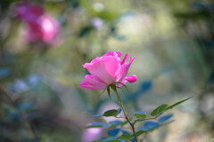 やったぜ!!バチピン