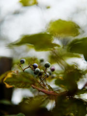 秋雨じゃ