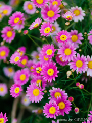 狂気果てるまで