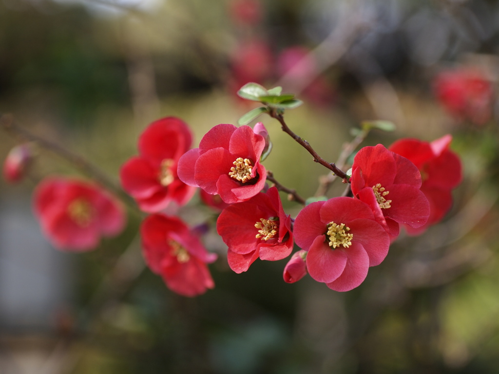 和紅