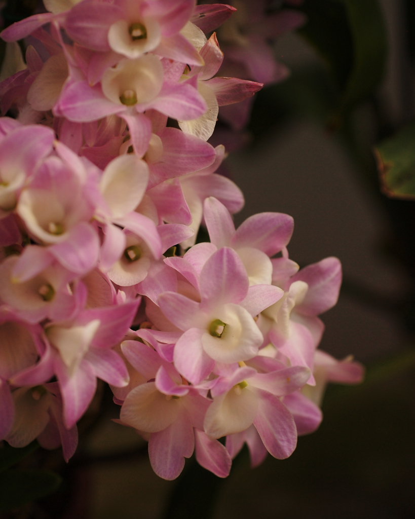 スプリングモード