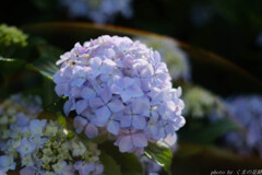 気持ちをふわっと