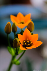 俺んちのオレンジ