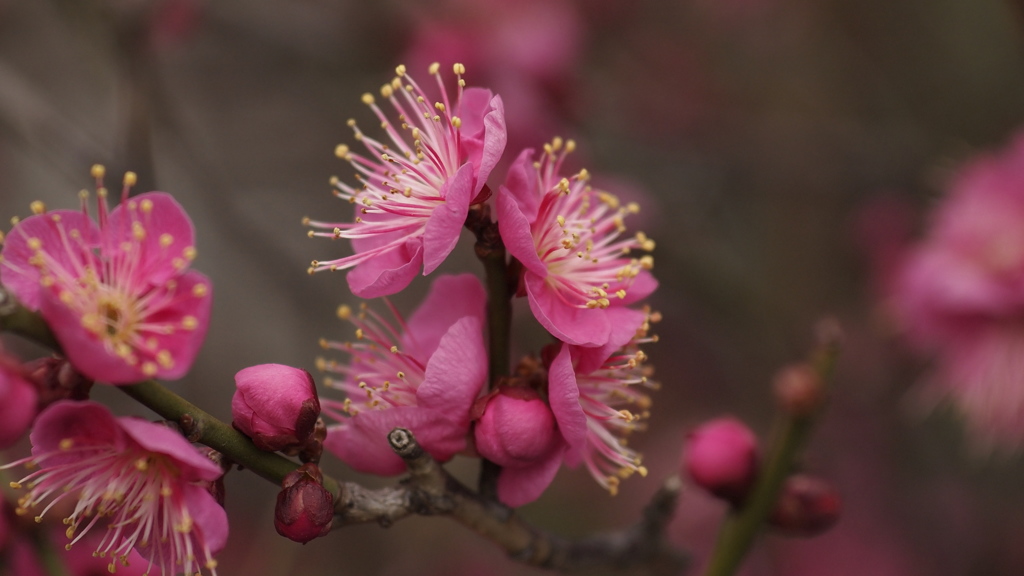 春の習作Ⅲ：背中合わせの恋人たち