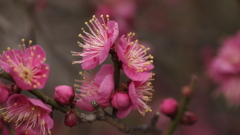 春の習作Ⅲ：背中合わせの恋人たち