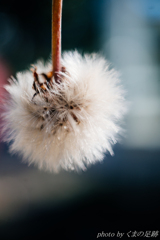 白い線香花火