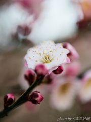 甘酸っぱさ：SIGMA 30mm F2.8