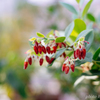 Red Kiss