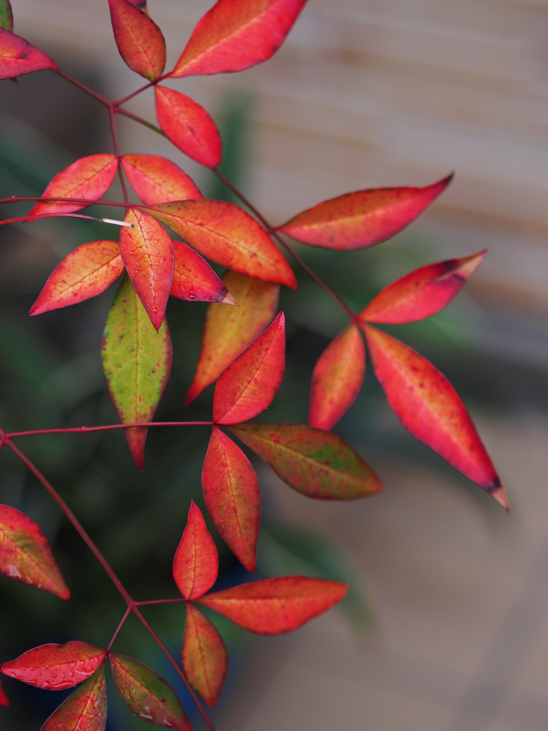 我が家に来た秋