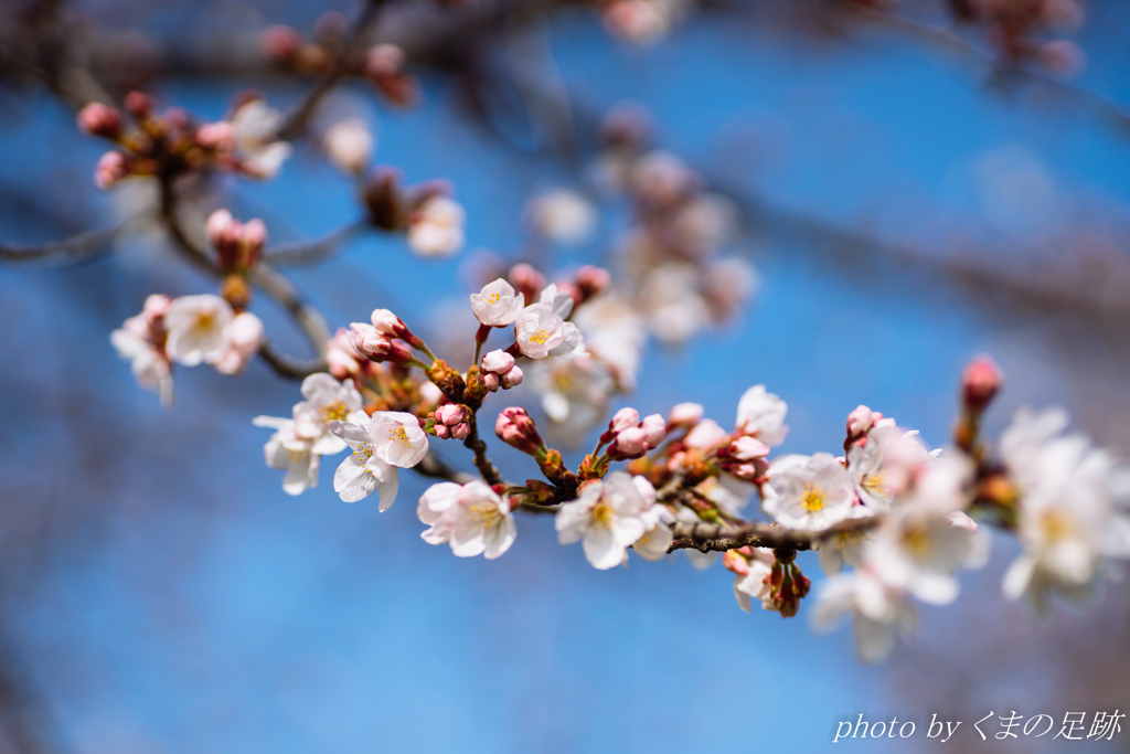 人はなくとも花は咲く