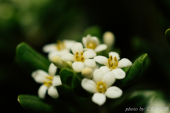 連休なんて、まぼろしぃ～