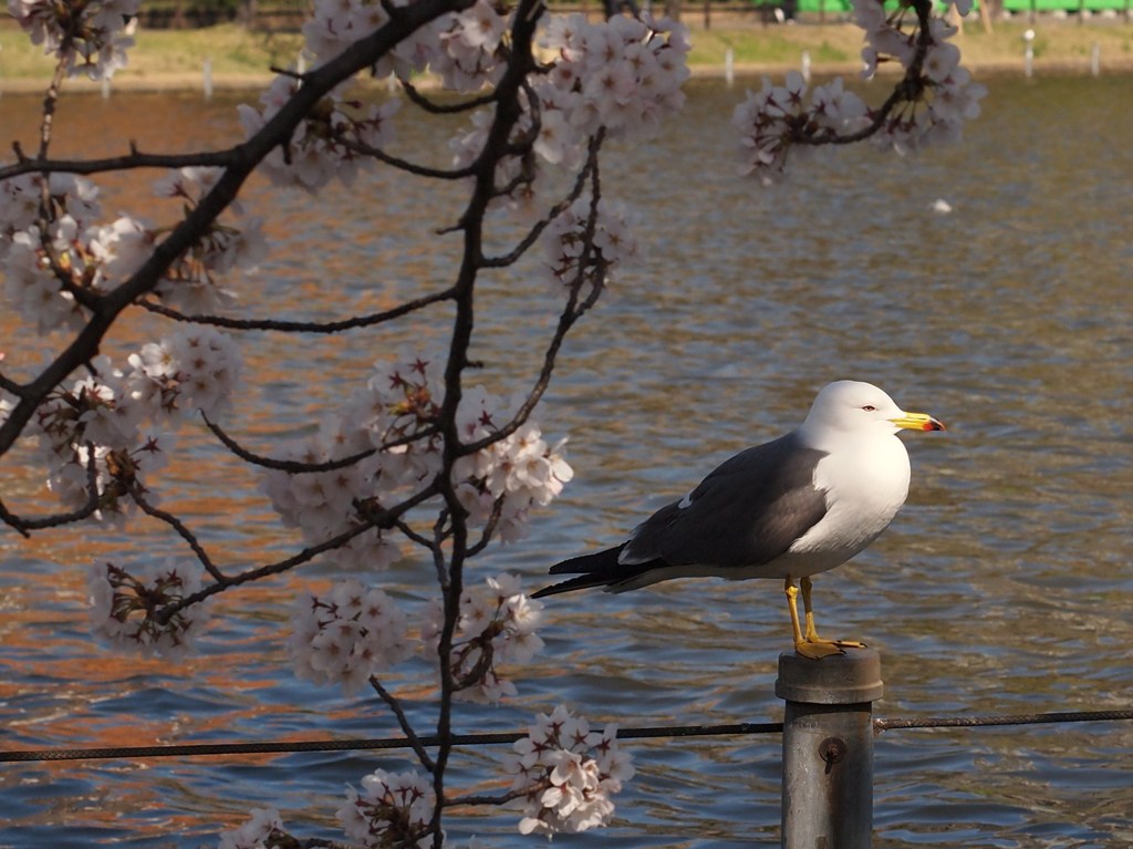 春に背を向けて