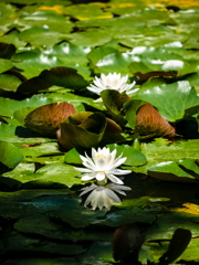 六月の永遠