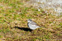 シッポ振りふり
