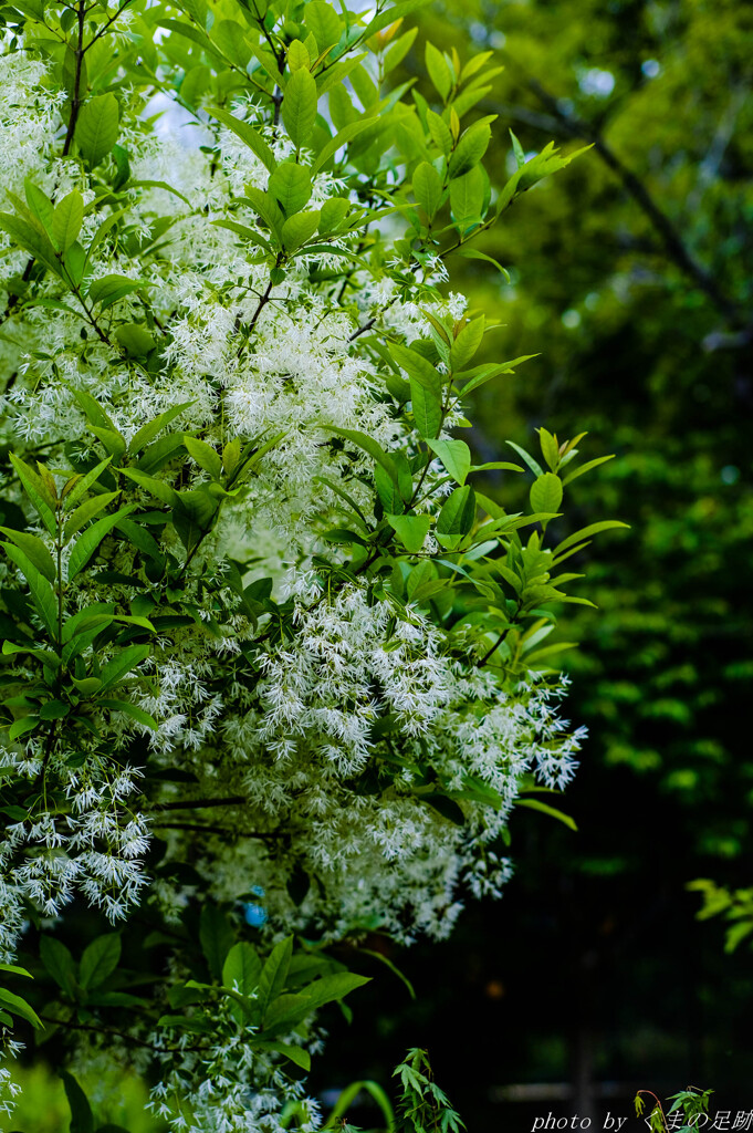 もしゃもしゃの木