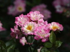 rose-garden Ⅰ