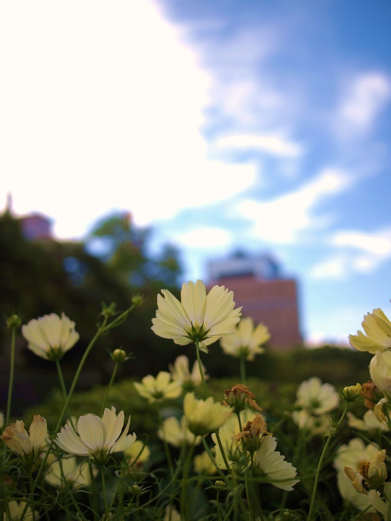 ひそやかに秋を楽しむ ⅣⅩⅦ
