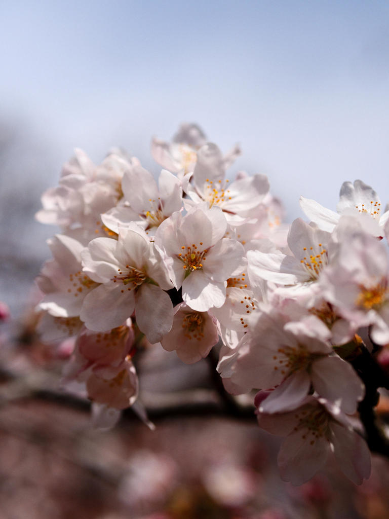 はる　あいくるしく