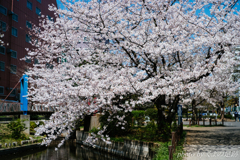 どこにでも春は来る