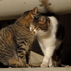 ちょいとごめんよ