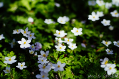 ひかりをうけて